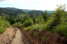 The road to Mount Goverla