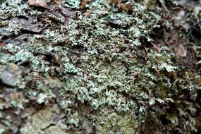 Lichens