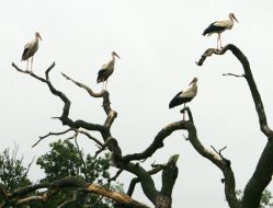 Storks on a tree