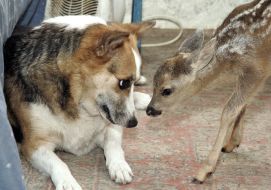 Dog Shura and a baby roe Benya