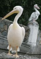 Pelicans