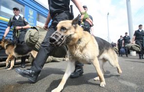 Servicemen with dogs