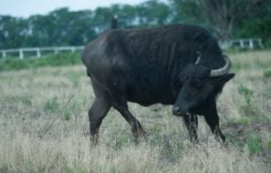 Buffalo