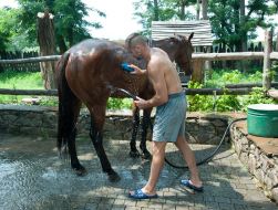 A man washes a horse
