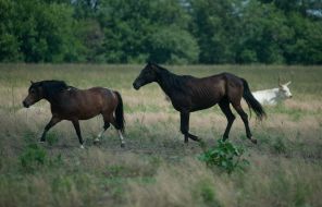 Horses