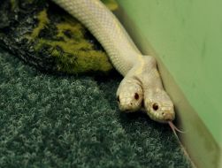 Двухголовая королевская змея