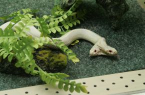 Двухголовая королевская змея