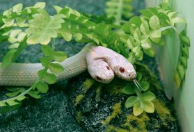 Двухголовая королевская змея