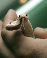 Двухголовая королевская змея