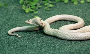 Двухголовая королевская змея