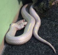 Двухголовая королевская змея