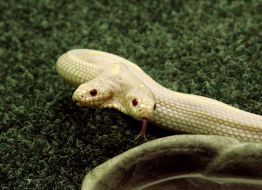 Двухголовая королевская змея