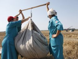 Harvesting of buckwheat