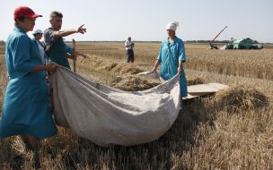Harvesting of buckwheat