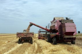 Grain is poured into a truck