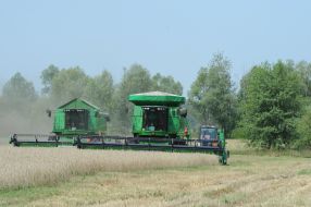 Collection of early grain crops