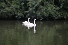Pair of swans