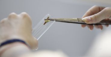 Participant of Summer School of Junior Academy of Sciences of Ukraine