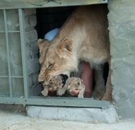 Aleksandr Pylyshenko and lioness Katya