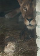 Barbary lioness Katya with the lionets