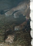 Берберійська левиця Катя з левенятами