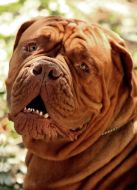 Bordeaux mastiff