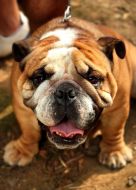 English bulldog
