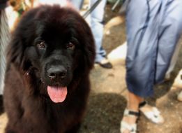 Newfoundland dog 