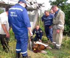 The rescuers of the Ministry of Emergency Measures try to pull a cow out from the technical pit