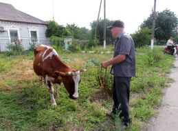 A cow