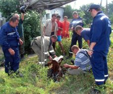 The rescuers of the Ministry of Emergency Measures try to pull a cow out from a technical pit