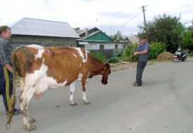 A cow
