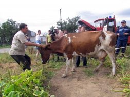 A cow