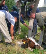The rescuers of the Ministry of Emergency Measures try to pull a cow out from a technical pit