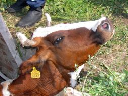 A cow