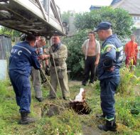The rescuers of the Ministry of Emergency Measures try to pull a cow out from a technical pit