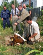The rescuers of the Ministry of Emergency Situations try to pull a cow out the technical pit