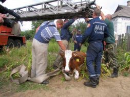 The rescuers of the Ministry of Emergency Measures try to pull a cow out from a technical pit