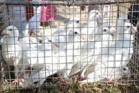 White sporting pigeons (Moscow)
