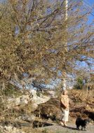 Nests of caterpillars