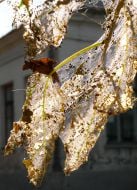 Nests of caterpillars