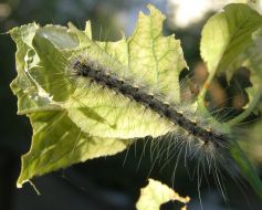 Caterpillar
