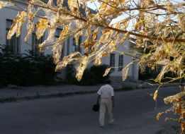 Nests of caterpillars