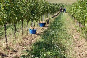 Grape harvest