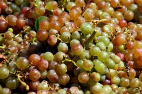 Grapes