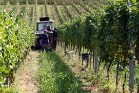 Tractor on a vineyard