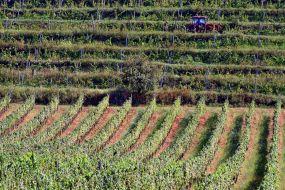 Tractor on a vineyard