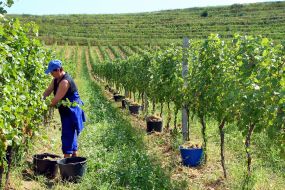 Grape harvest