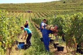 Grape harvest
