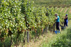 Grape harvest